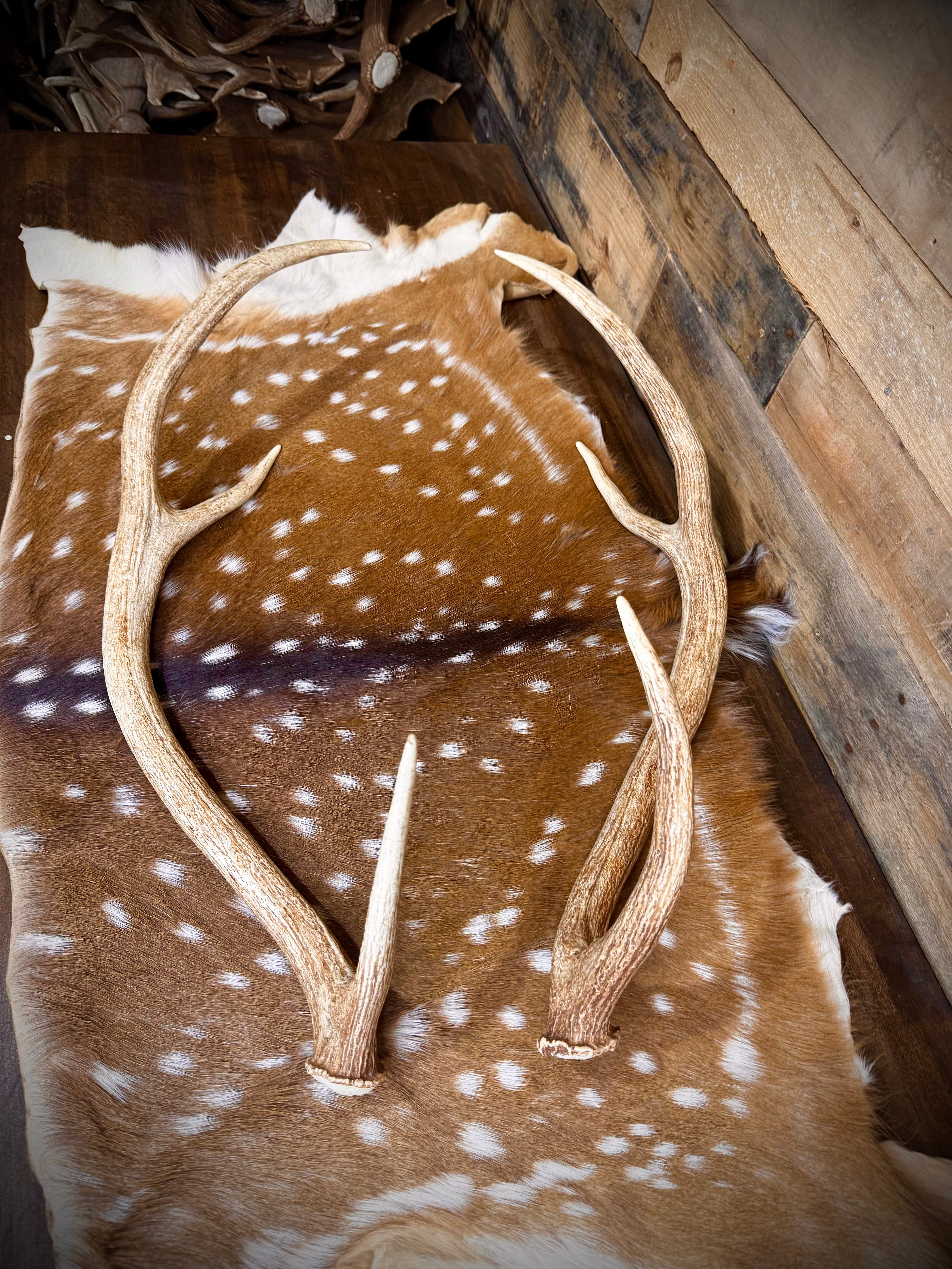 Pair of Non-Matching Axis Deer Antler Sheds - A Grade - Choose Size